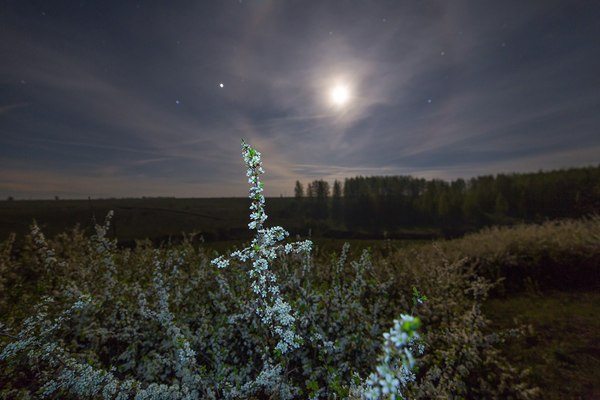 Ryazan Oblast - Ryazan Oblast, Russia, The photo, Nature, Landscape, Longpost