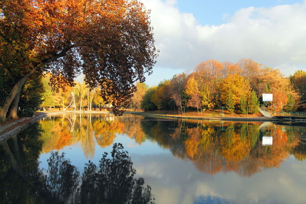 Lake - My, Lake, Autumn, Tree