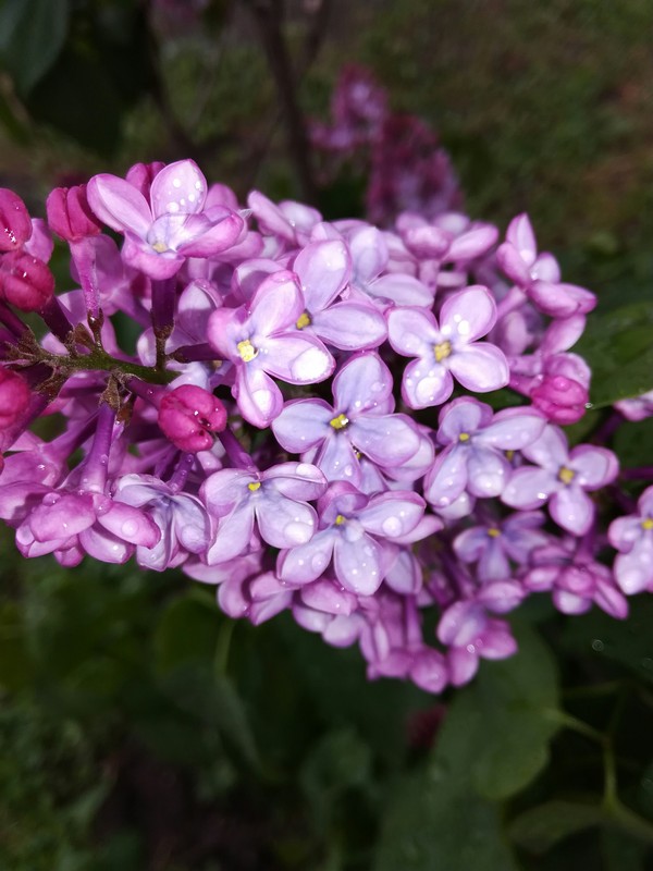 ������ ����� �������� �����