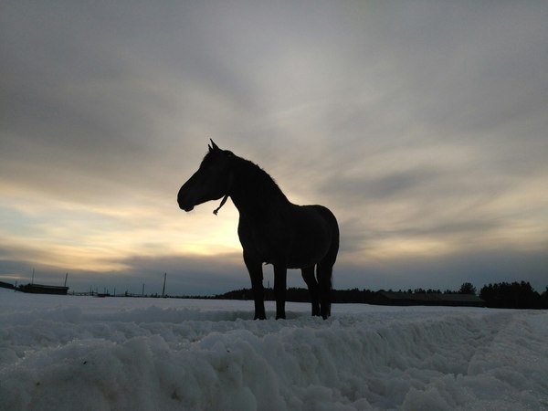 Horse Arthur waiting for the thaw - North, Spring, Snow, Morning