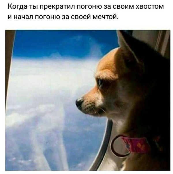 Knockin 'on Heaven - Flight, Dog, Humor, Picture with text