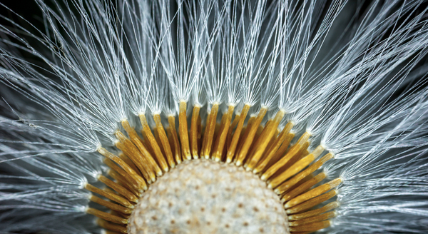 Dandelion - My, Macro, Dandelion, The sun, Canon 5DM2, , Macro photography