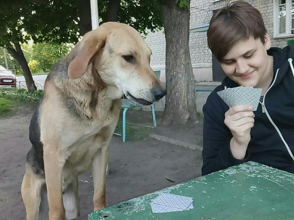 A story about how I played cards with a dog) - My, Dog, Cards, Hello reading tags, Milota