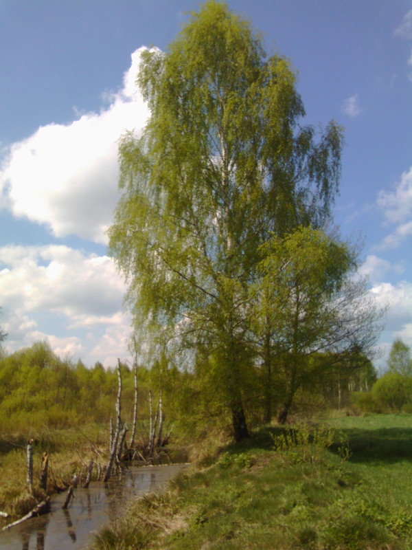 Birches - Nature, My, Longpost, Republic of Belarus, The photo, Birch