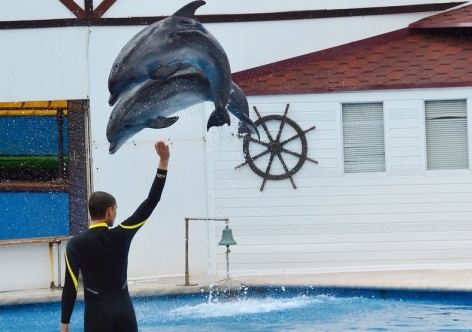 The Sevastopol Dolphinarium was captured by unknown people. - Dolphinarium, Politics, Children, Capture, Incident, Show, Sevastopol