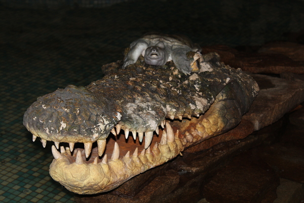 Chinese Trionyx resting on an artificial crocodile head - My, Turtle, Crocodile, Farm, Crocodiles