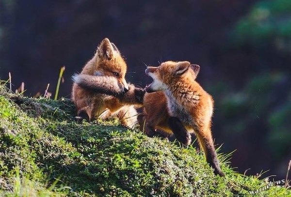 Unexpected bite ^^ - Fox, Fyr, Milota, Small, Animals, Kus
