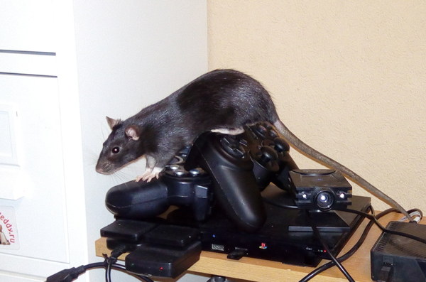 Освоение новых горизонтов