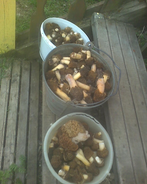 The season has opened, an hour through the forest! Morel. - My, Mushrooms, Silent hunt, Longpost