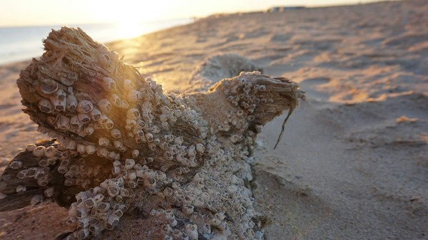 Sunsets in the Krasnodar Territory - My, Sea, Black Sea, Sunset, Beach, Краснодарский Край, Longpost