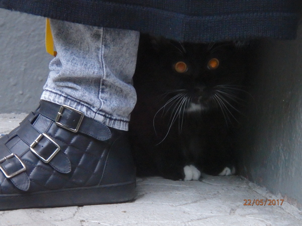 They took the furry creature for a walk for the first time - My, cat, The photo, Longpost