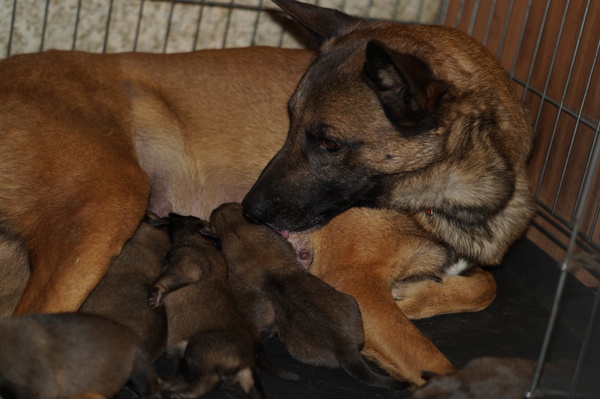 We are a week old - My, Dog, Sheepdog, Malinois, Puppies, Toddler