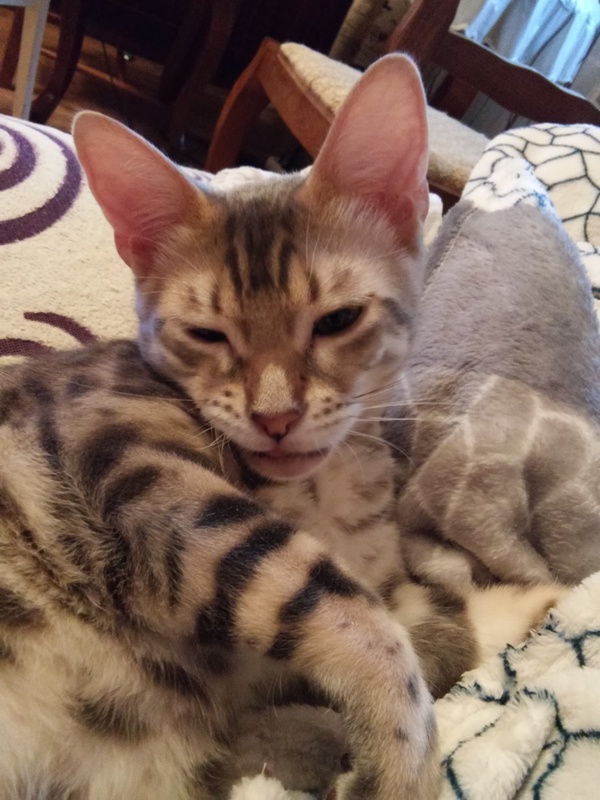 Monday Face - My, Monday is a hard day, cat, Bengal cat