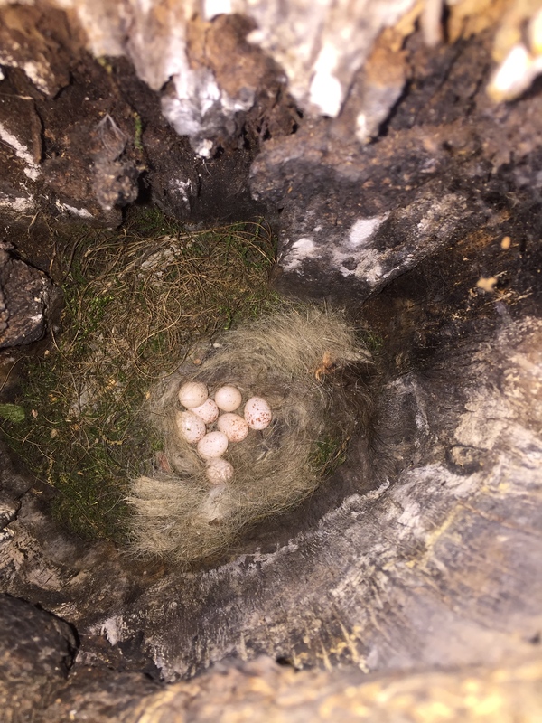 mother record holder - My, Bugrinskaya grove, Novosibirsk, Forest, Nest, Longpost