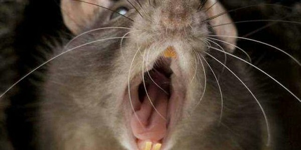 Cannibal rats on the subway - My, Rat, Metro, Myths, Longpost, Horror