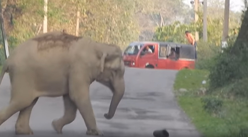 Elephant soccer player - Animals, , Video