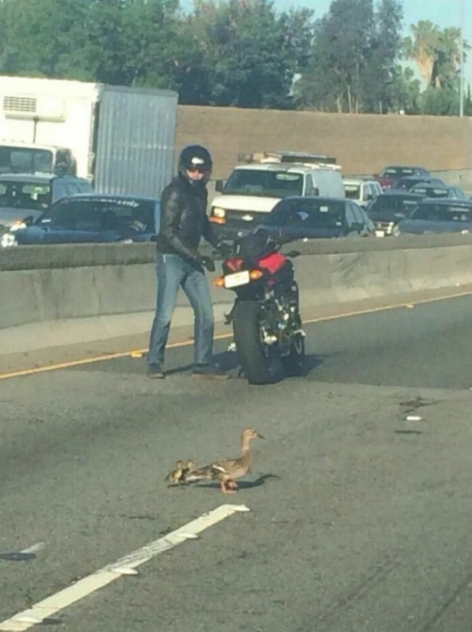 As if a motorcyclist saw ducks for the first time in his life - Motorcyclist, Duck, Road, Longpost, Motorcyclists