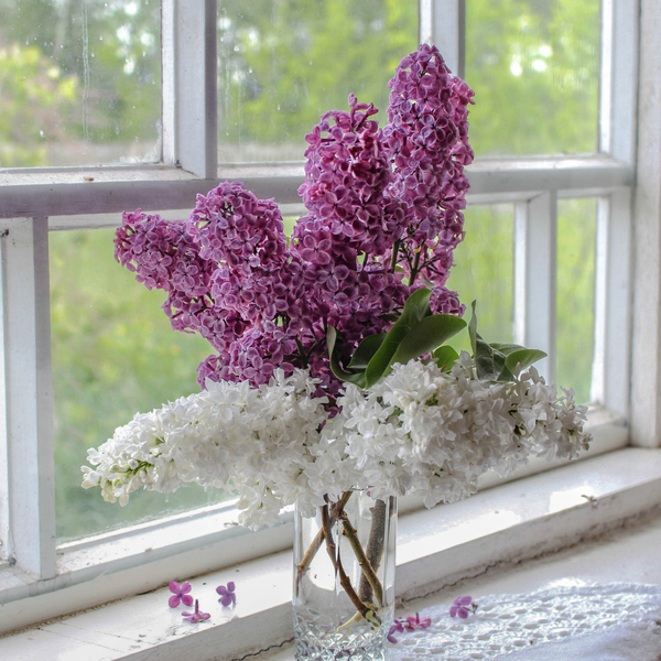 Morning in the village - My, Republic of Belarus, Lilac, Morning, Still life, Summer