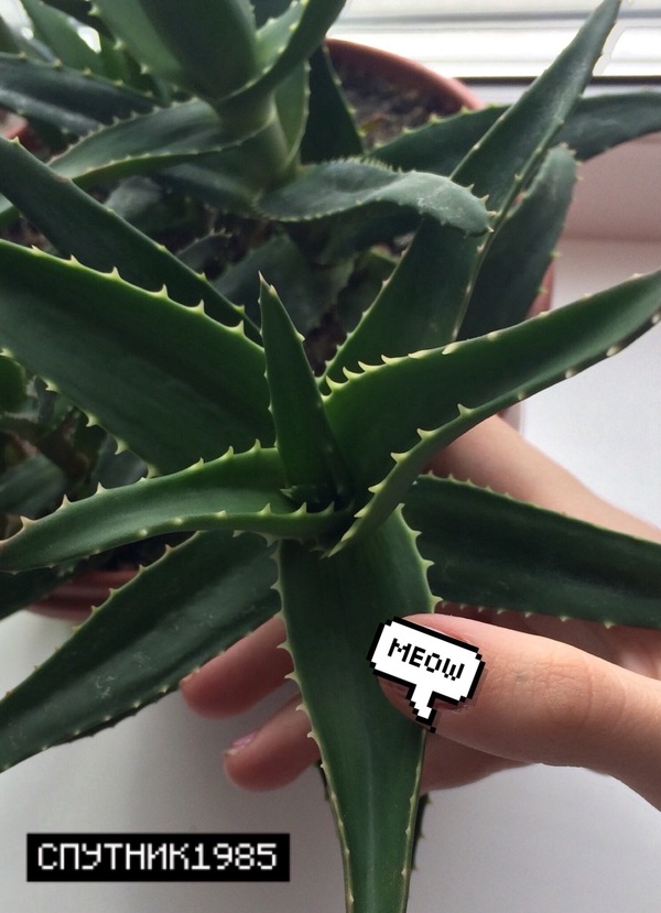 Plants - My, Oxygen, Aloe vera