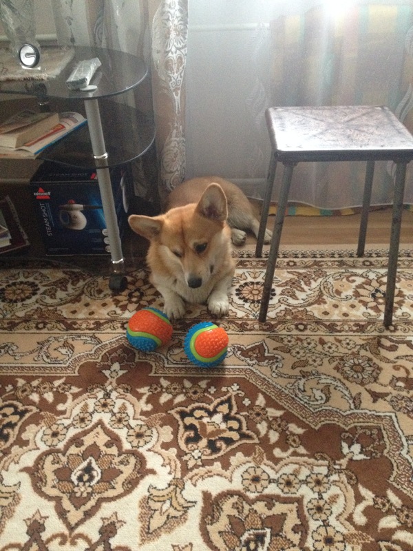 Difficult choice - My, The photo, Dog, Corgi, Ball