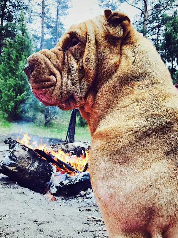 These quiet evenings in the woods by the fire - My, Dog, Shar Pei, Forest, Bonfire, Longpost, My