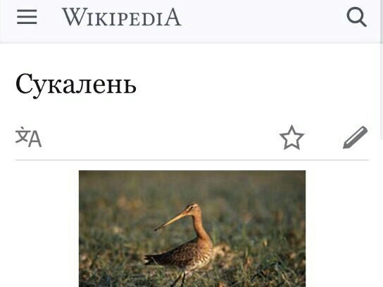 If I were a bird - Reincarnation, Birds, Wikipedia