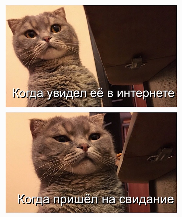 Your face.. - Text, Date, My, Internet, Acquaintance, Story, cat