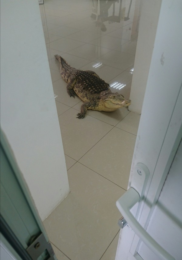 Didn't you wait? - My, Office, Crocodile, Crocodiles