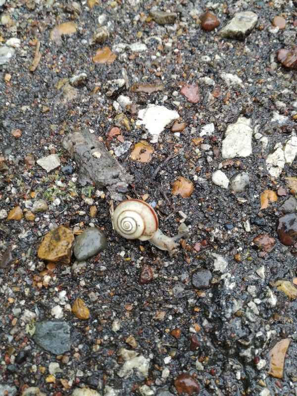 little snail - My, Snail, Pampam