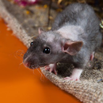 Крысы дабл рекс, характеристика, описание и фото