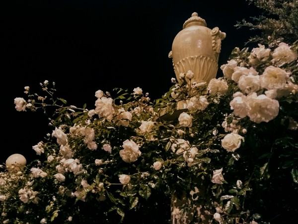 White roses for Tender May - My, the Rose, Tender May, Night