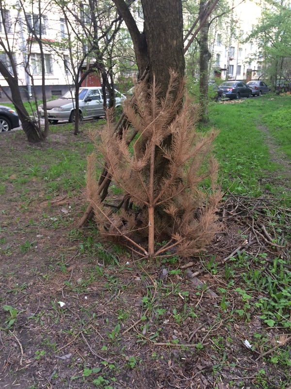 Started to give up, weaklings. - My, May, Spring, Christmas trees, New Year, Saint Petersburg