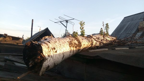 Just a rotten log gave life years later... The Force of Nature! - My, Birch, Log, Nature, Power of nature, Tree, Garage, Botany, A life