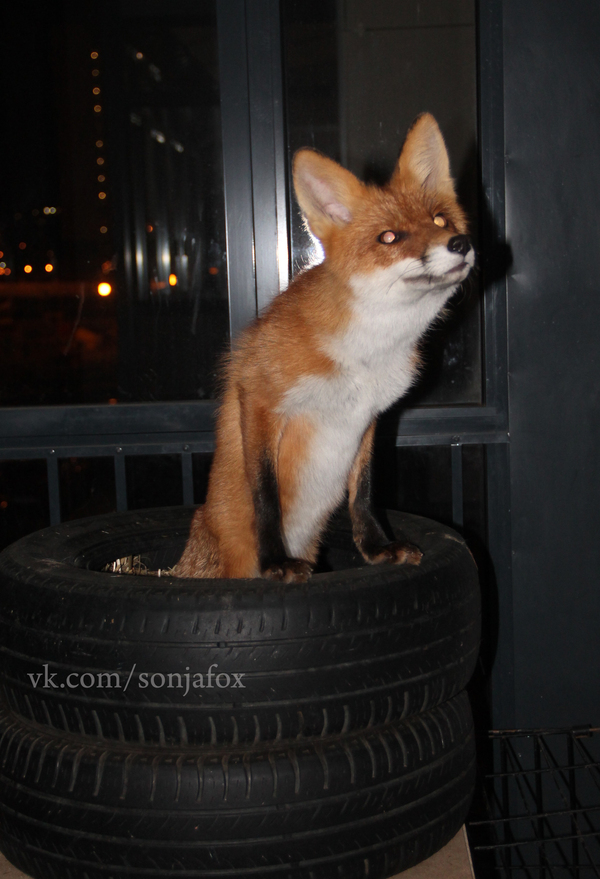 Nightmare - My, Fox, Sonya the domestic fox, Domestic fox