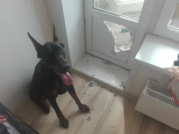 Reply to the post “Friends, if you can’t decide on repairs... Call! Let's help!  - My, Interior Design, Interior, Door, Dog, Repair, Humor, Telegram (link), Doberman, Reply to post