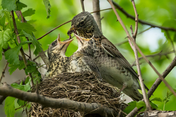 Equally. - The photo, Birds, Thrush, Feeding, Nest