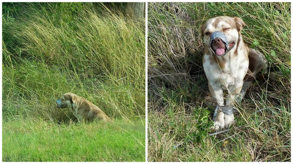 Live dog found in ditch with paws tied and duct tape around muzzle - Dog, Cruelty, , news, Animals, Marauders, Longpost