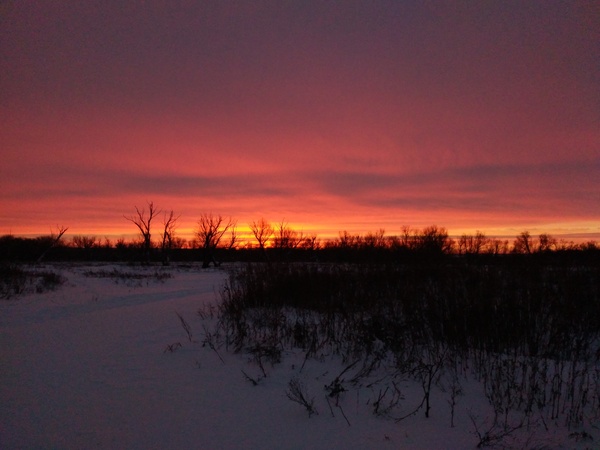 Winter dawn in an almost open field) - My, freezing, dawn