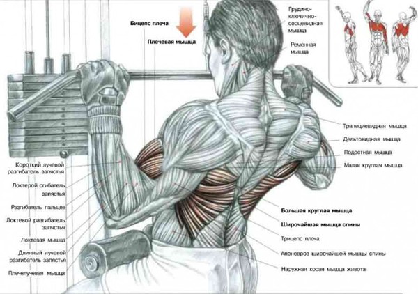 Как качать спину - Спорт, Тренер, Программа тренировок, Физкультура, Мышцы, Спортивные советы, Фитнес, Длиннопост