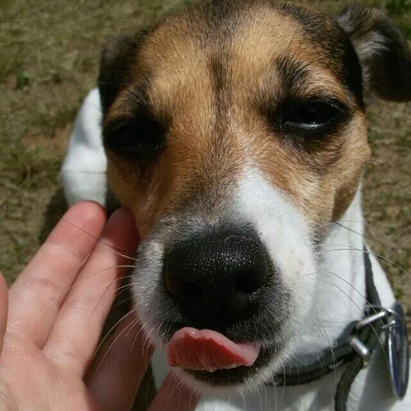 dog-tongue-showing - Language, Dog, Jack Russell Terrier, My