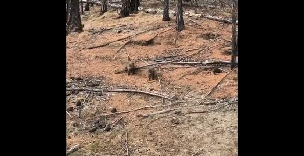 Интересная встреча в лесу