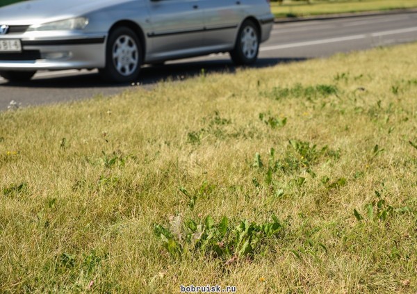 Grass near the house - My, Grass, Mowing, Mowing, Leaves, ZhEK, Longpost