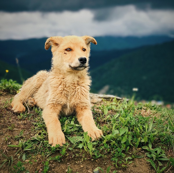 Sochi dog learned Zen - Sochi, , My