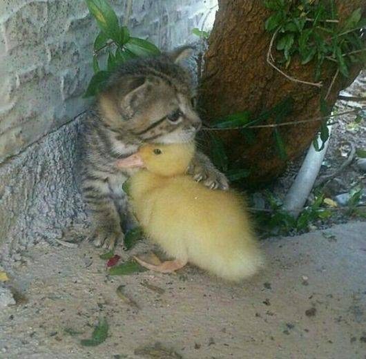 Don't worry, there will be our mothers - cat, Ducklings, Toddlers, Milota, Children