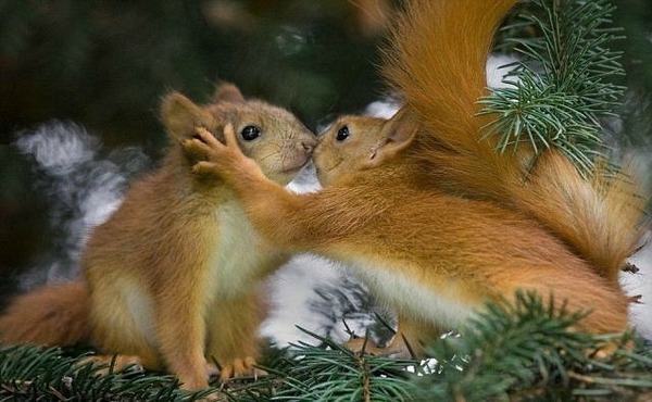 Unsuccessful date or how squirrels are friends - Squirrel, Unsuccessful date, My, Friend, Date