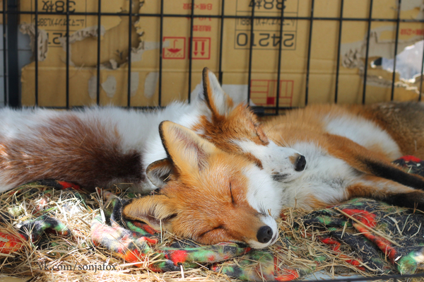 Good night kids :D - My, Jesse the Fox, , Fox