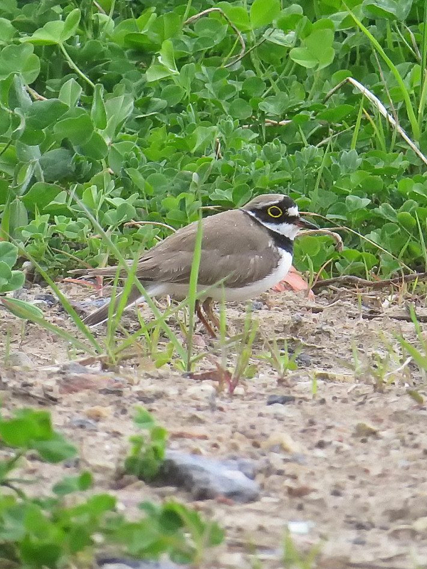 Small plover. - My, Birds, The photo, Bird watching