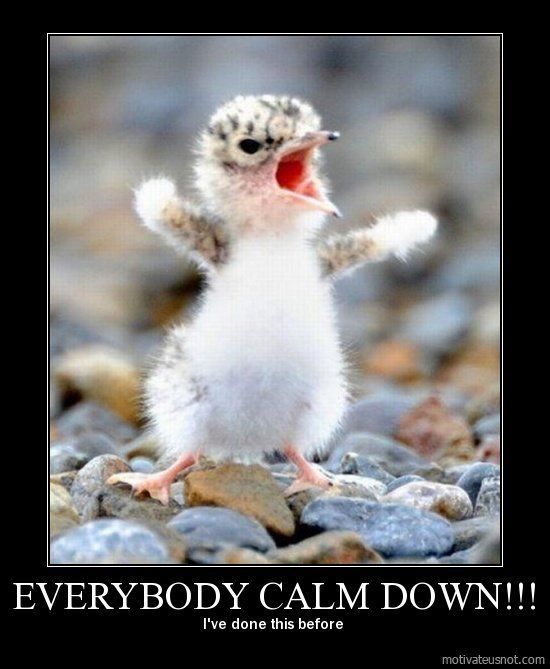 Calm down! I did it 100 times! - Humor, Birds, Funny, Calmness, Nature