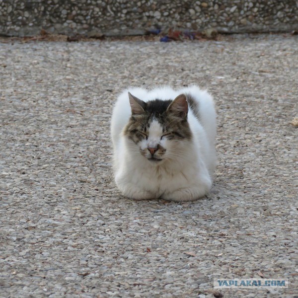 Cat Loafs and Photoshop - My, cat, Loaf, Photoshop master, Longpost