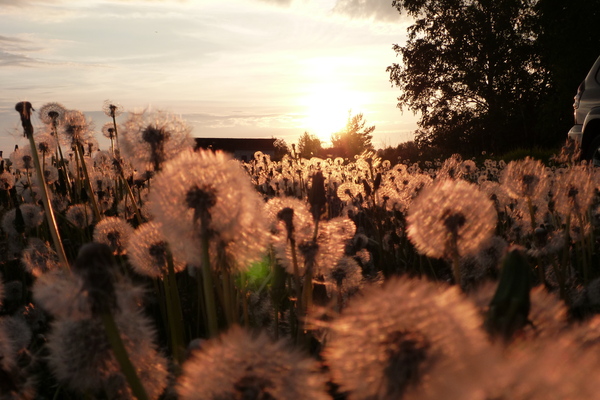 Dandelions *.* - My, Dandelion, 